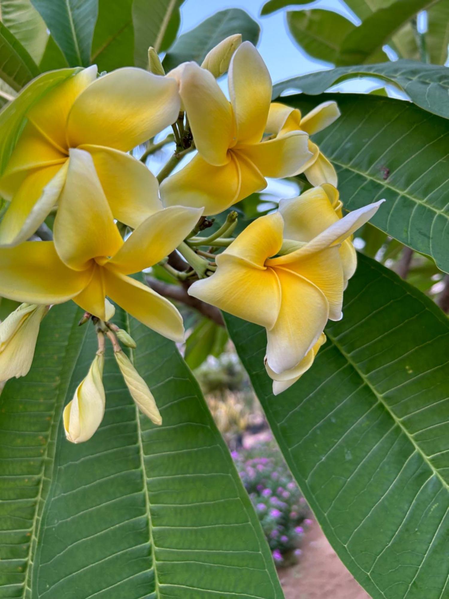 トリバンドラム Santa Maria, Trivandrum - An Airport Boutique By The Sea Bed & Breakfast エクステリア 写真