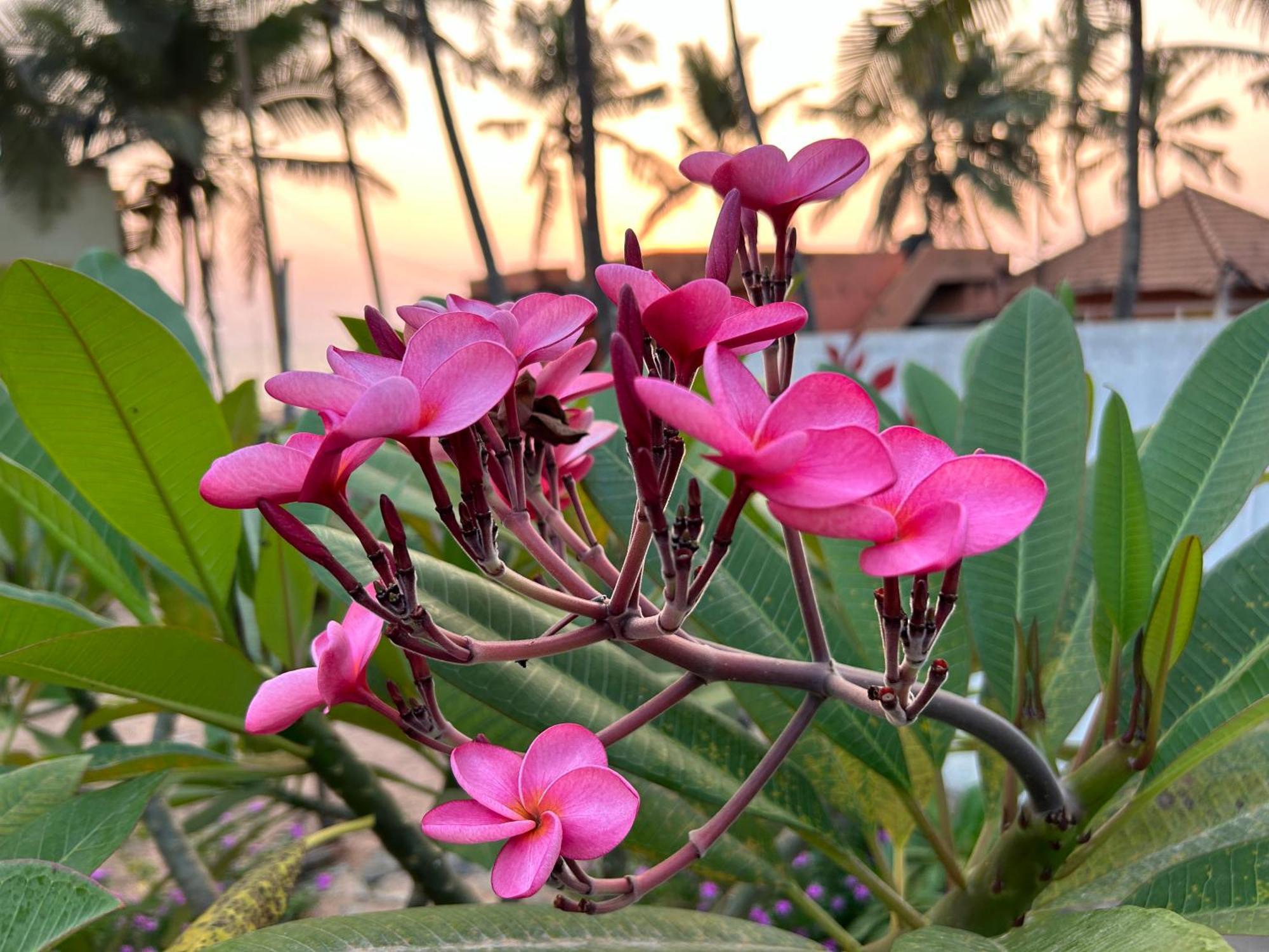 トリバンドラム Santa Maria, Trivandrum - An Airport Boutique By The Sea Bed & Breakfast エクステリア 写真